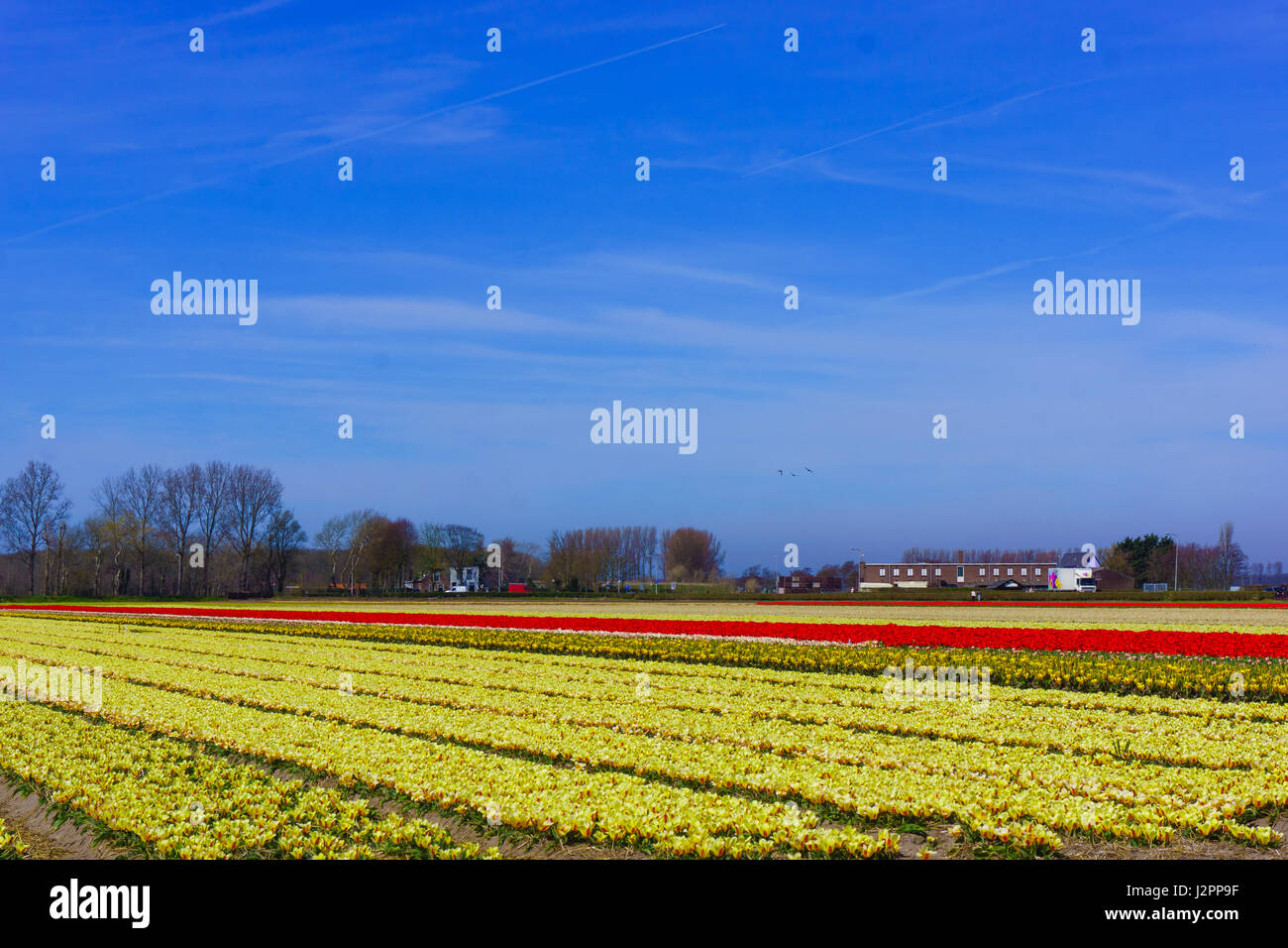 Champ Fleurs tulipe tulipes colorées farm. Banque D'Images