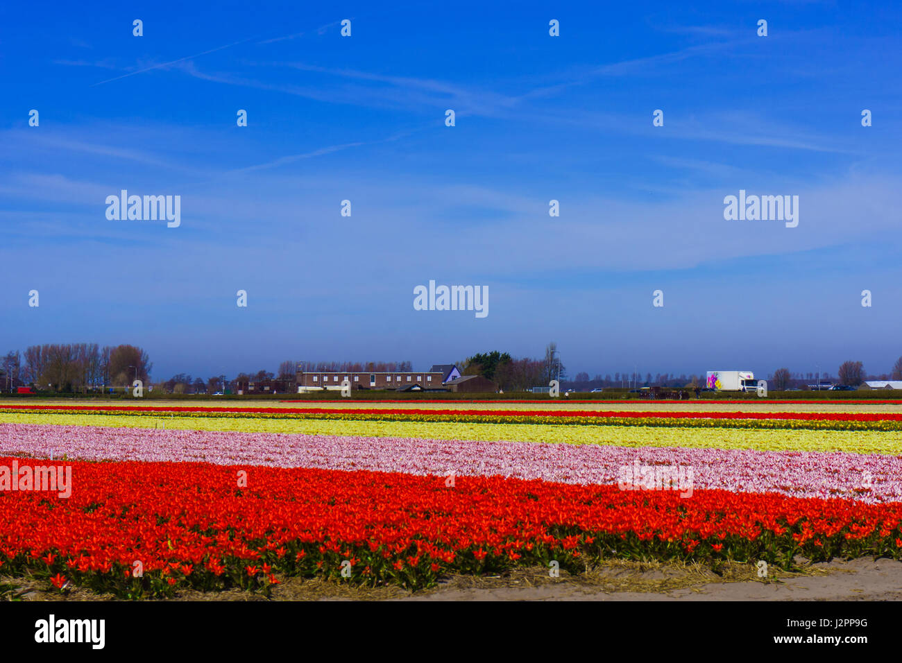 Champ Fleurs tulipe tulipes colorées farm. Banque D'Images