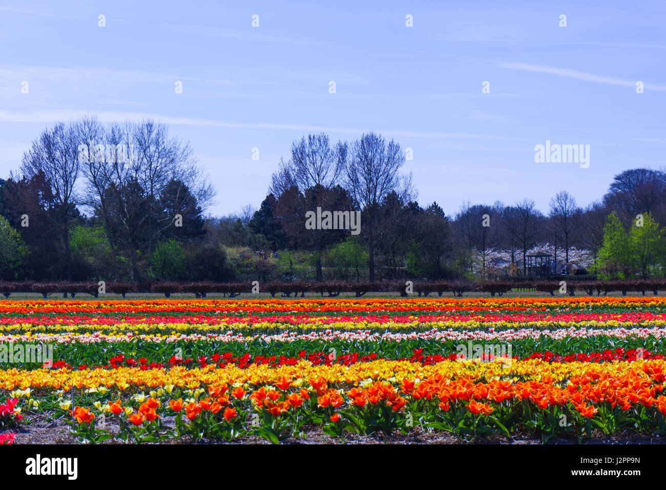 Champ Fleurs tulipe tulipes colorées farm. Banque D'Images