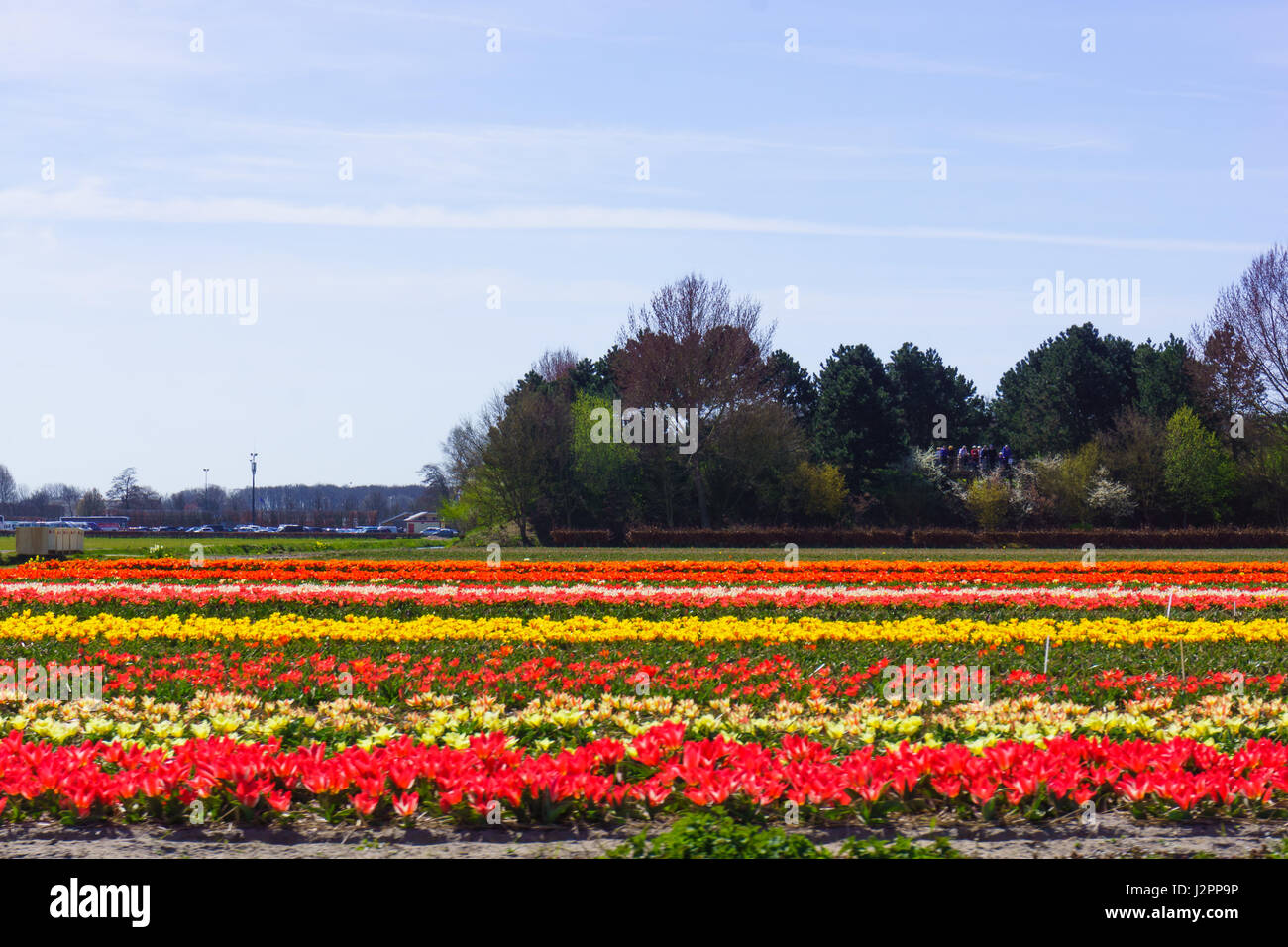 Champ Fleurs tulipe tulipes colorées farm. Banque D'Images