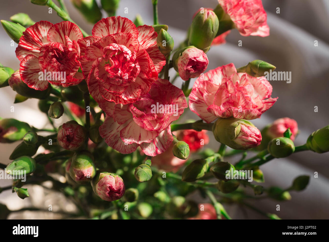 Oeillet rose fleurs dans vase en verre Banque D'Images