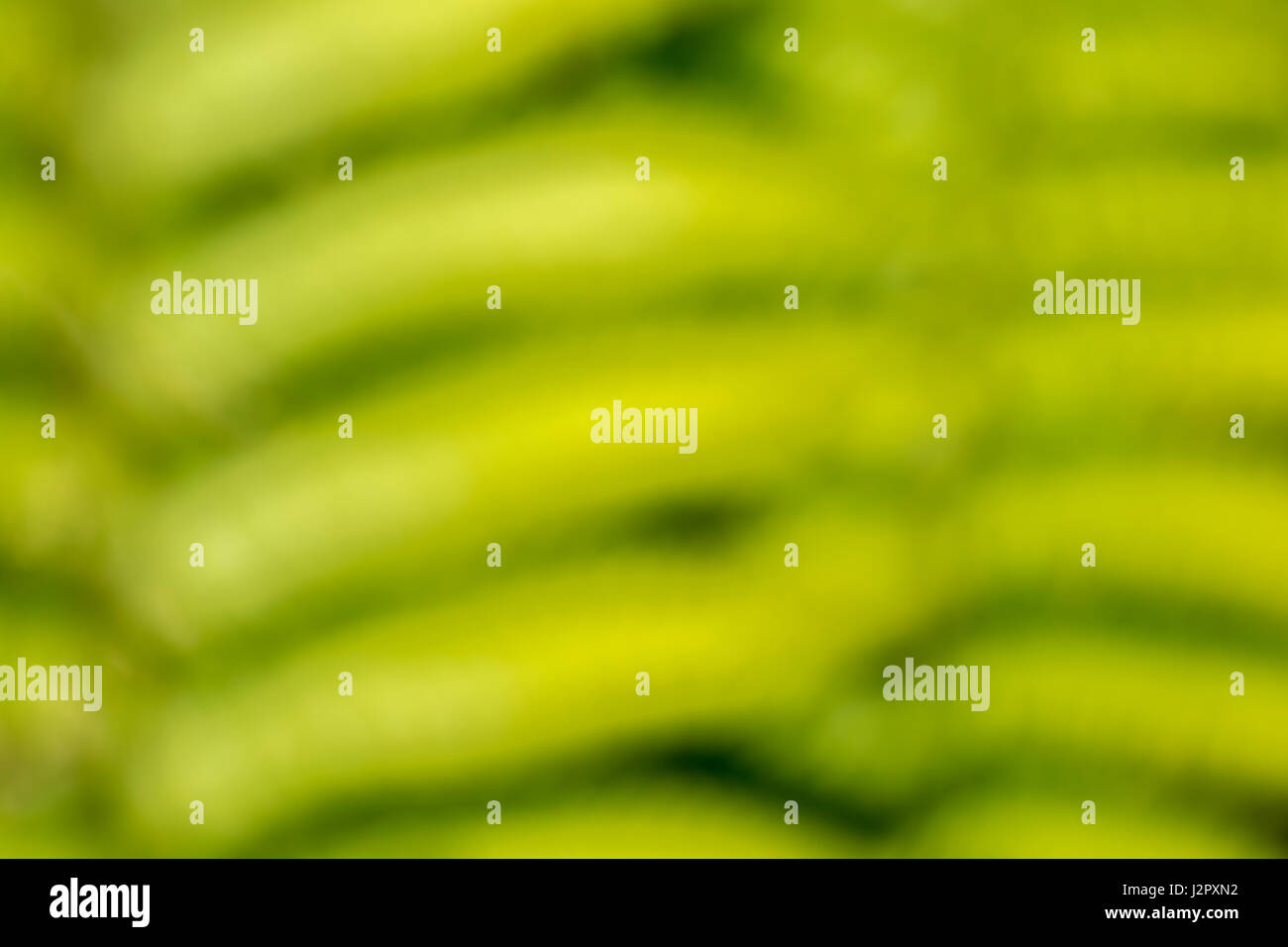 Floues, soft-focus, vert formes abstraites organiques comme arrière-plan, papier peint ou de texture, ou abstrait. Troubles de feuilles vertes. Banque D'Images