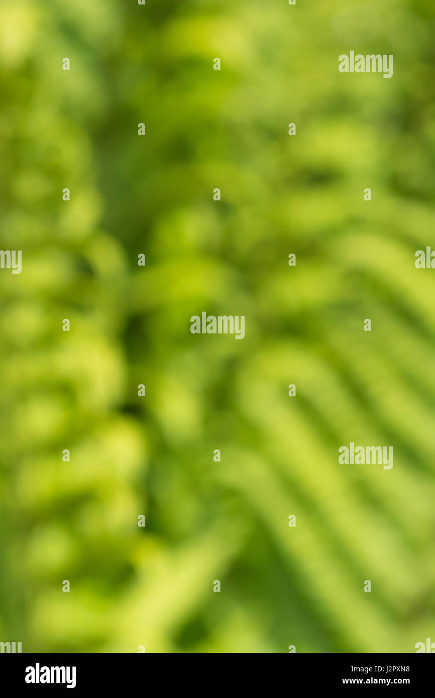 Floues, soft-focus, vert formes abstraites organiques comme arrière-plan, papier peint ou de texture, ou abstrait. Troubles de feuilles vertes. Banque D'Images