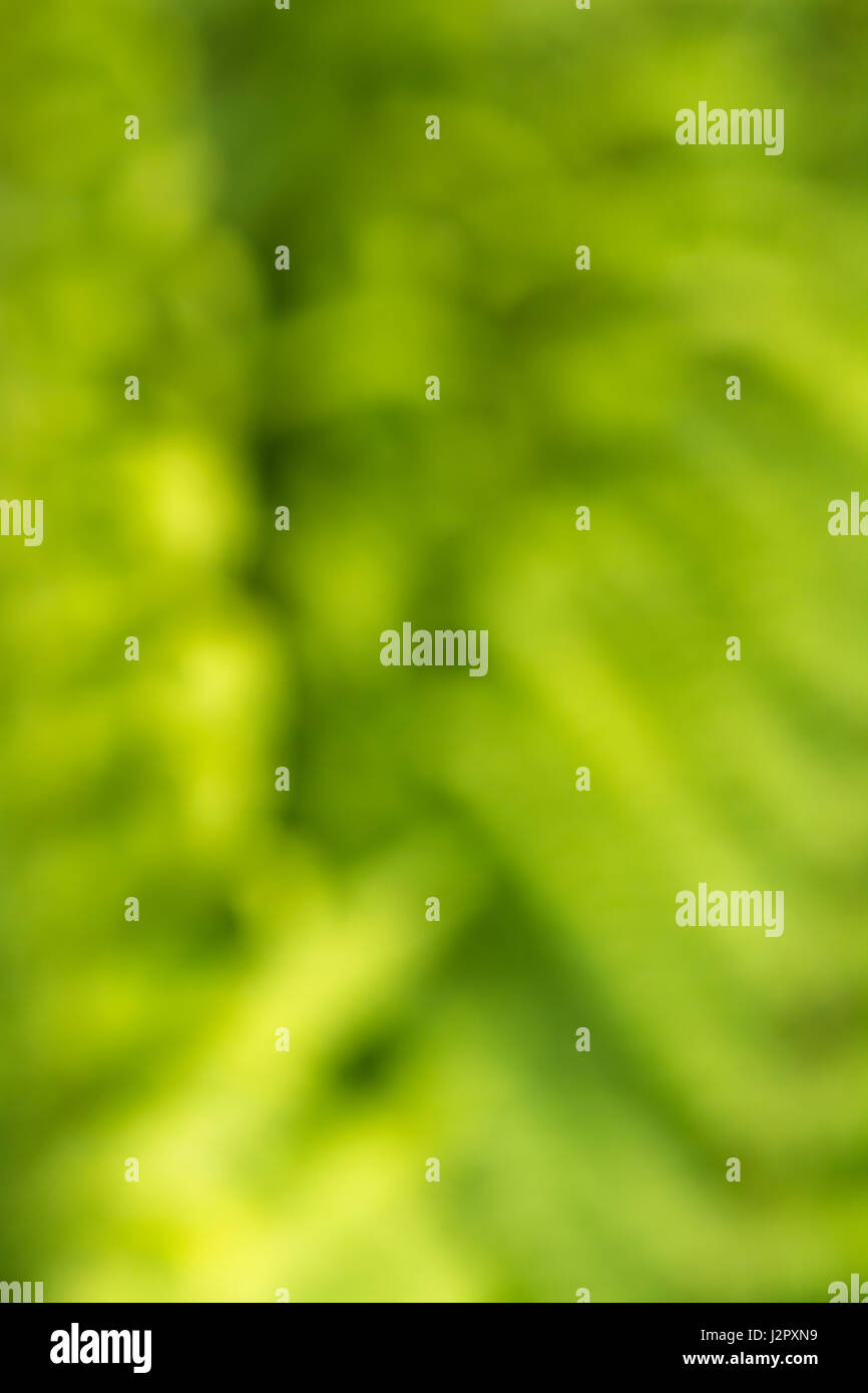 Floues, soft-focus, vert formes abstraites organiques comme arrière-plan, papier peint ou de texture, ou abstrait. Troubles de feuilles vertes. Banque D'Images