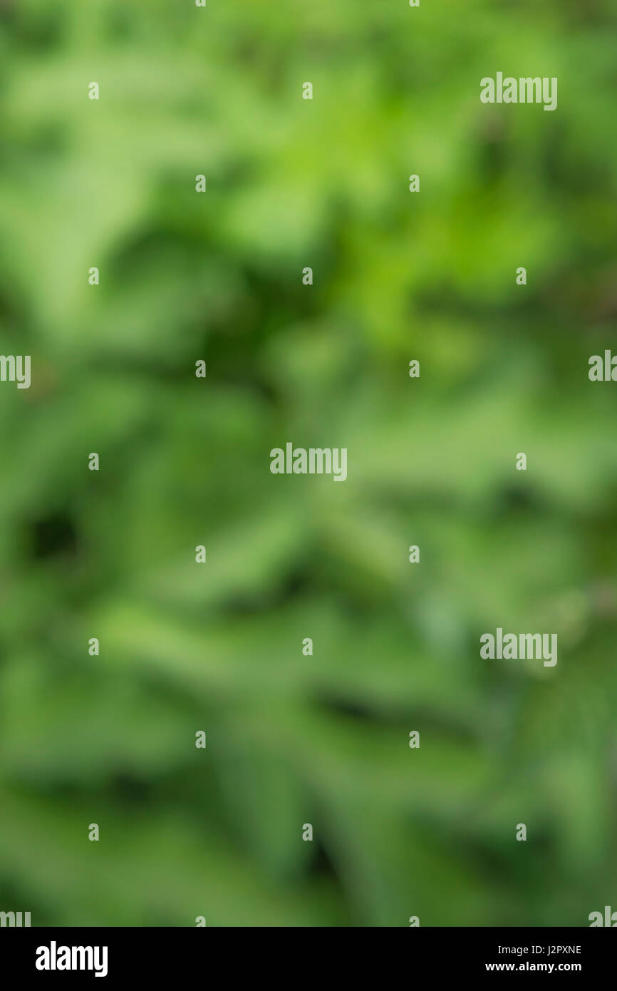 Floues, soft-focus, vert formes abstraites organiques comme arrière-plan, papier peint ou de texture, ou abstrait. Troubles de feuilles vertes. Banque D'Images