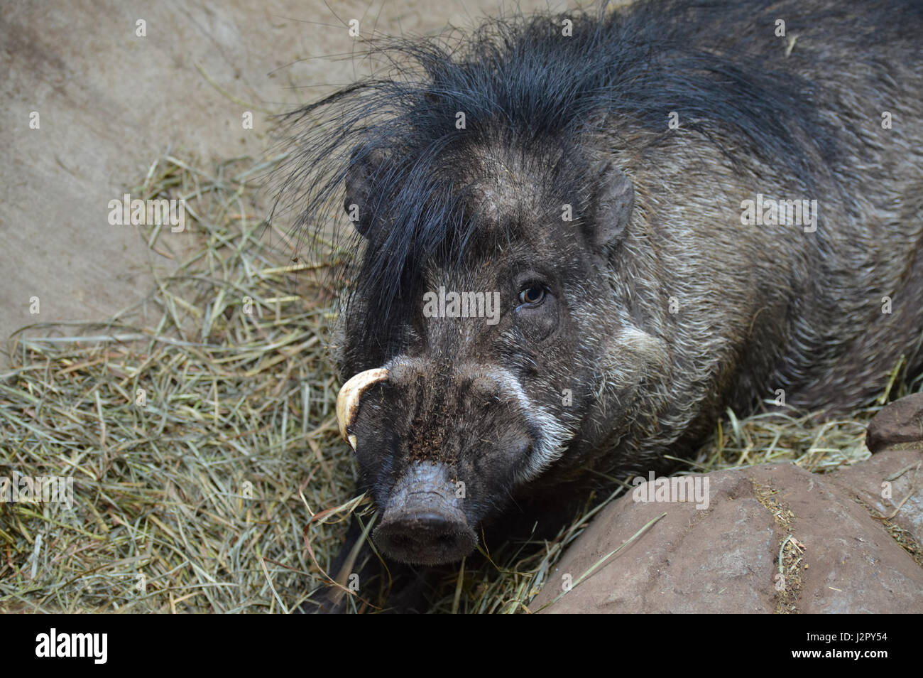 Warty Visayan Pig Banque D'Images