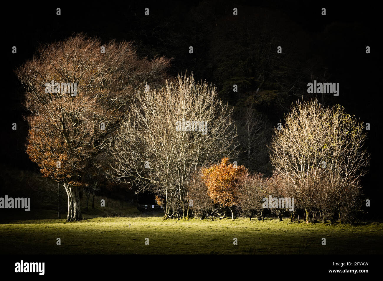 Les arbres d'automne en lumière spectaculaire dans le nord du Lake District, Cumbria, Royaume-Uni Banque D'Images