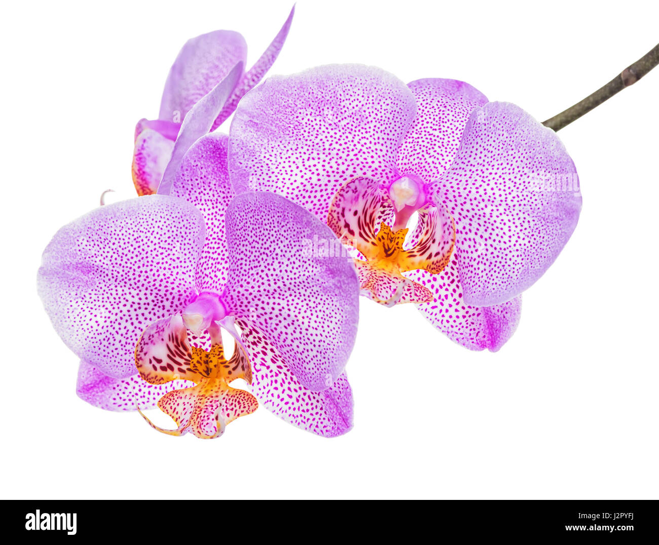 Belle branche de lilas tacheté inhabituelle, orchidée phalaenopsis est isolé sur fond blanc, Close up, make up Banque D'Images