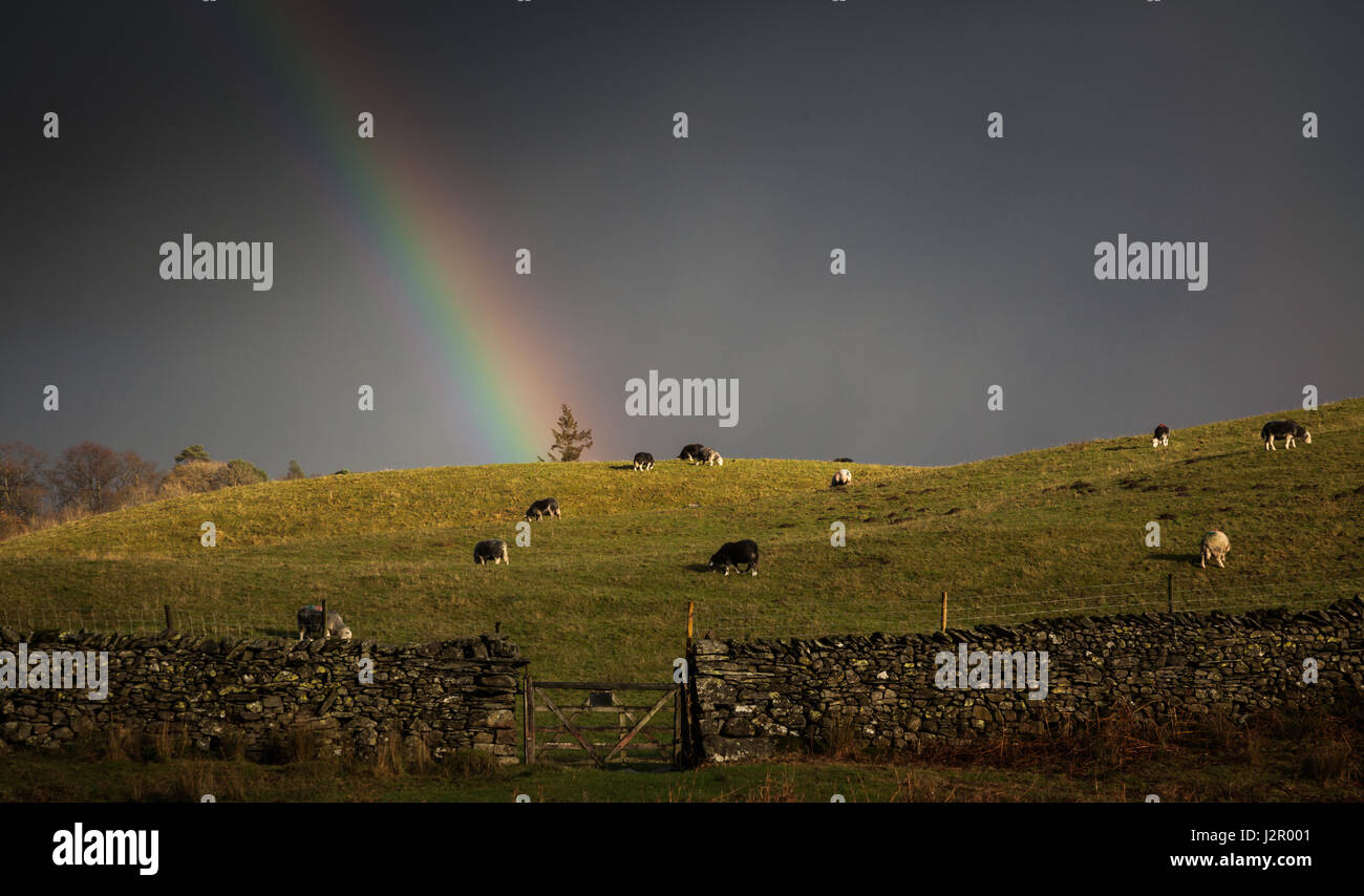 Arc-en-ciel sur un troupeau de moutons paissant dans un champ sur un jour de tempête Banque D'Images