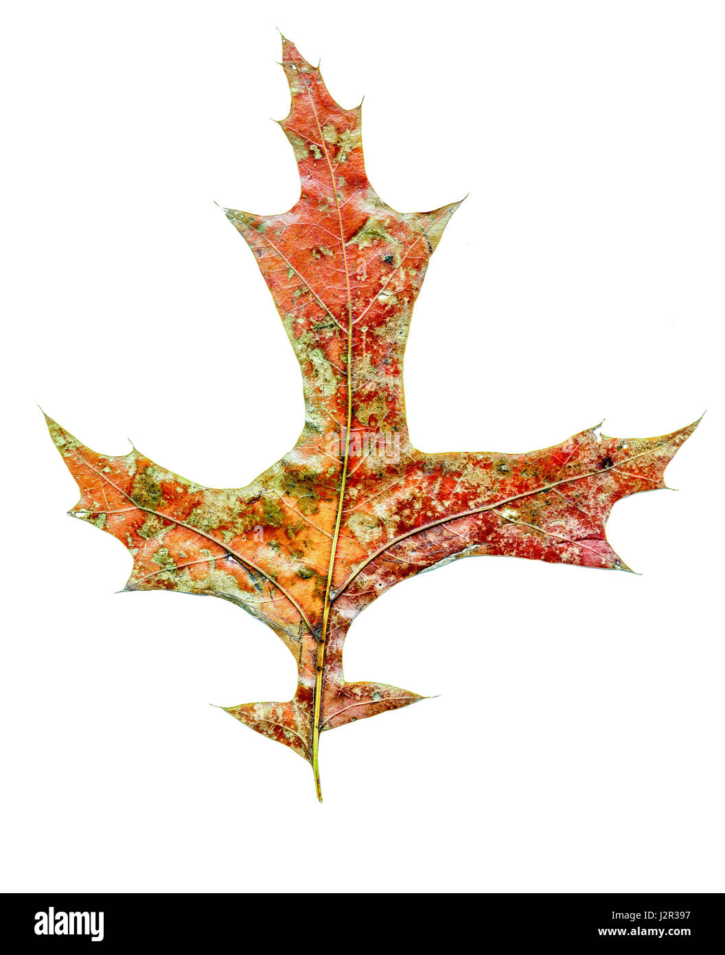 Feuilles d’automne Banque D'Images