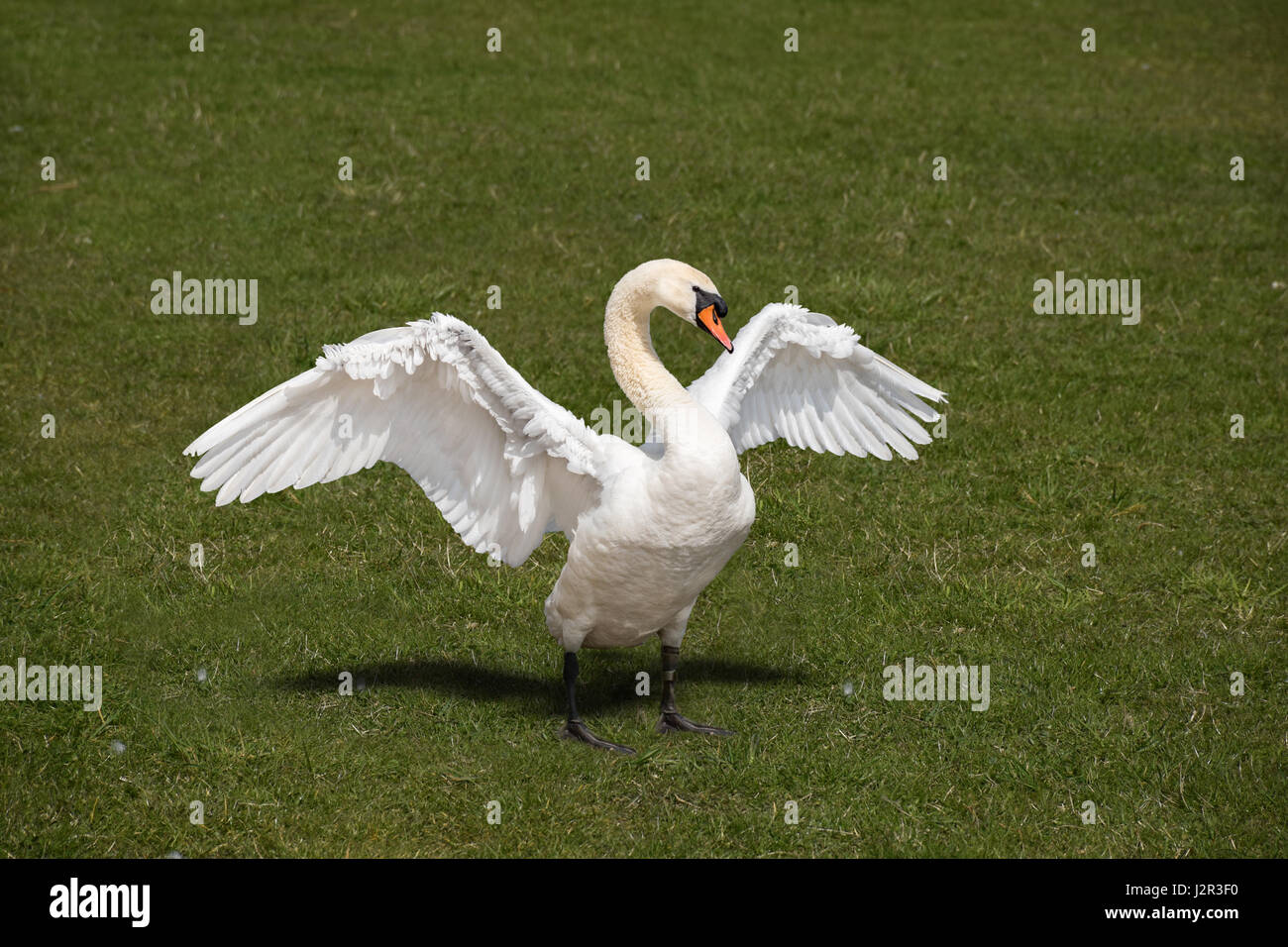 Wawing white swan, large les ailes sur la rive Banque D'Images