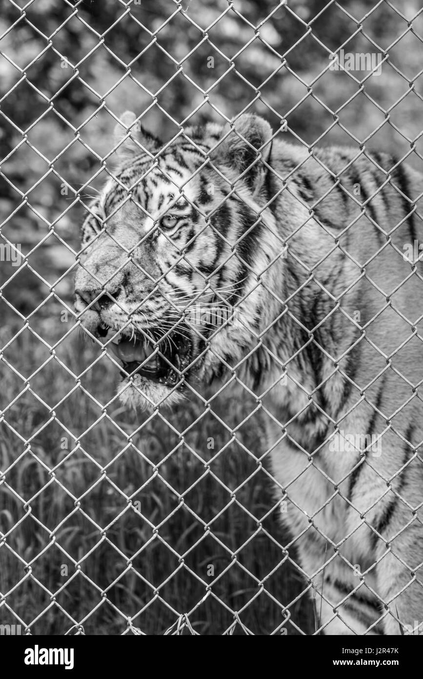 Tigre féroce dans toute sa splendeur Banque D'Images