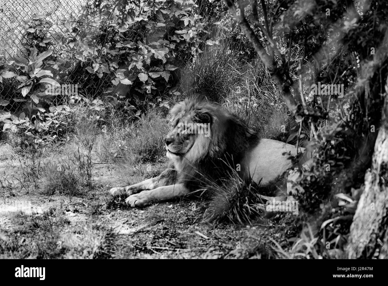 Lion à crinière se reposant à l'ombre Banque D'Images