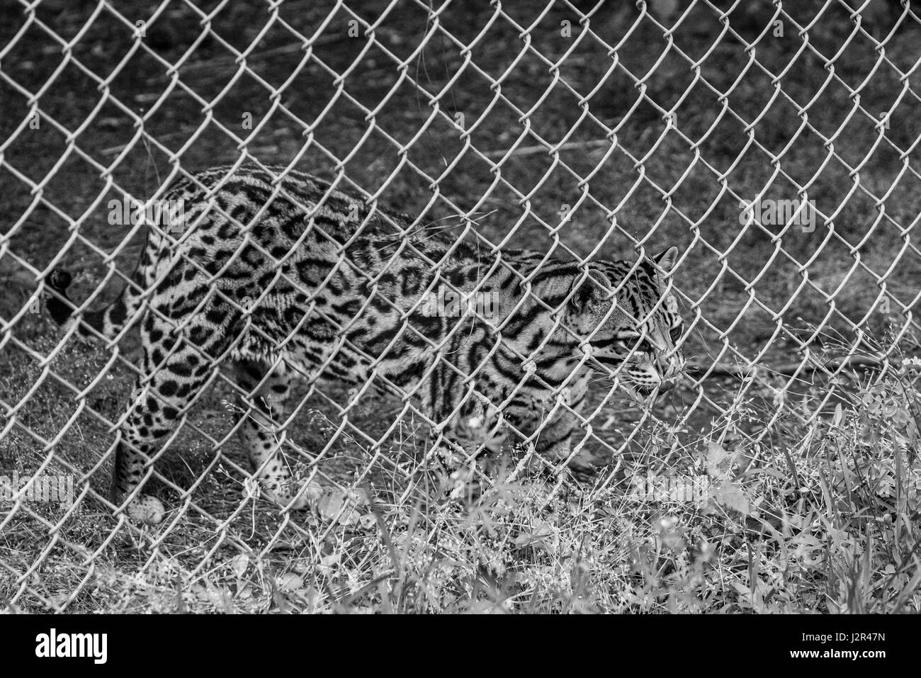 L'ocelot derrière une clôture Banque D'Images