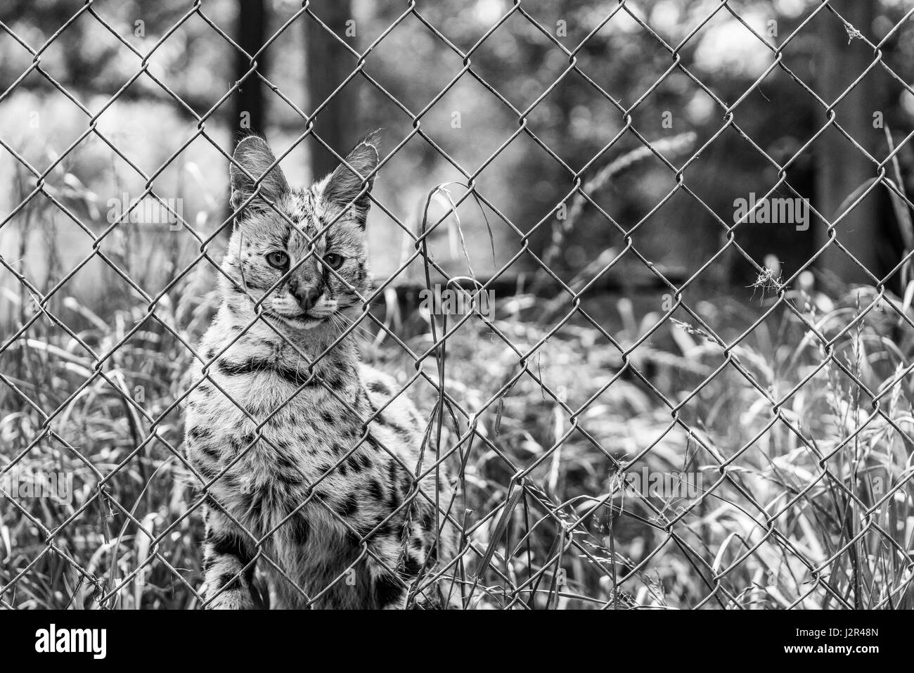 Vive les félins sur un animal rescue Banque D'Images