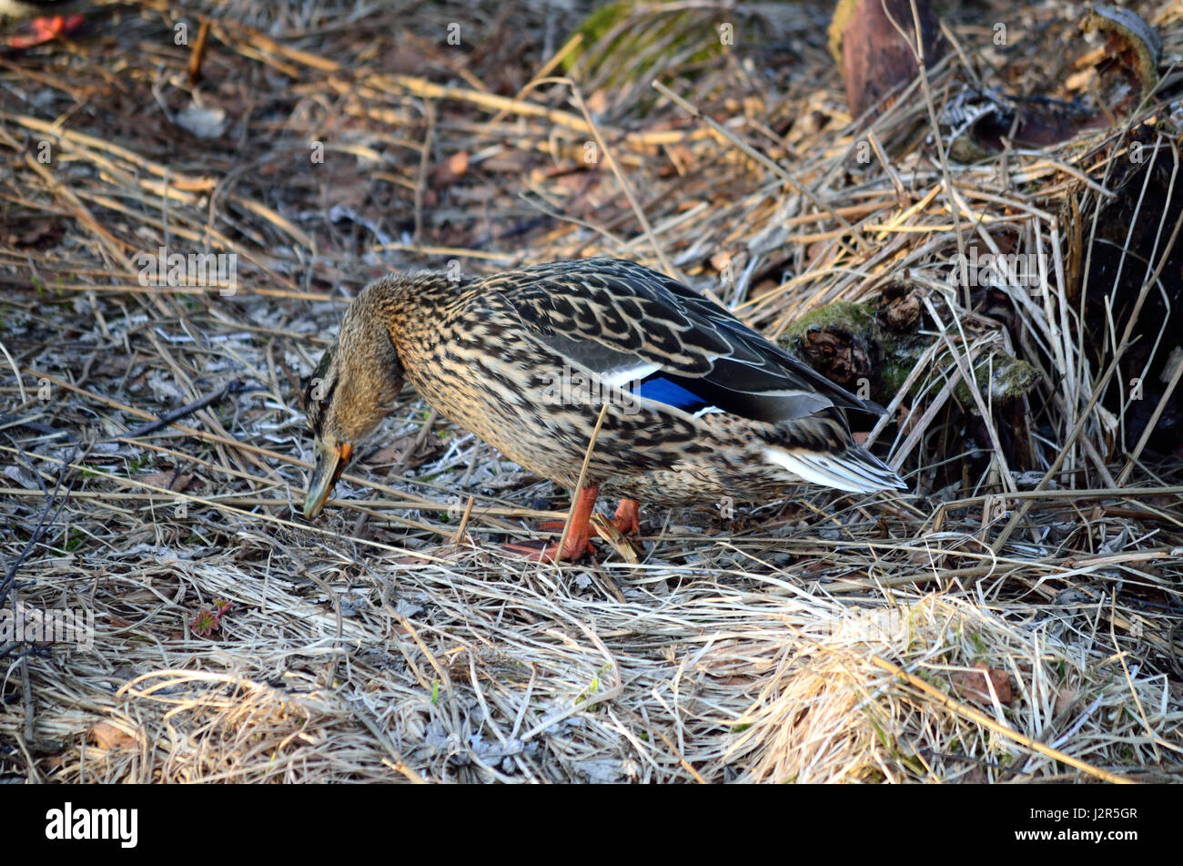 Canard colvert femelle magnifique forêt au printemps à la recherche de nourriture Banque D'Images