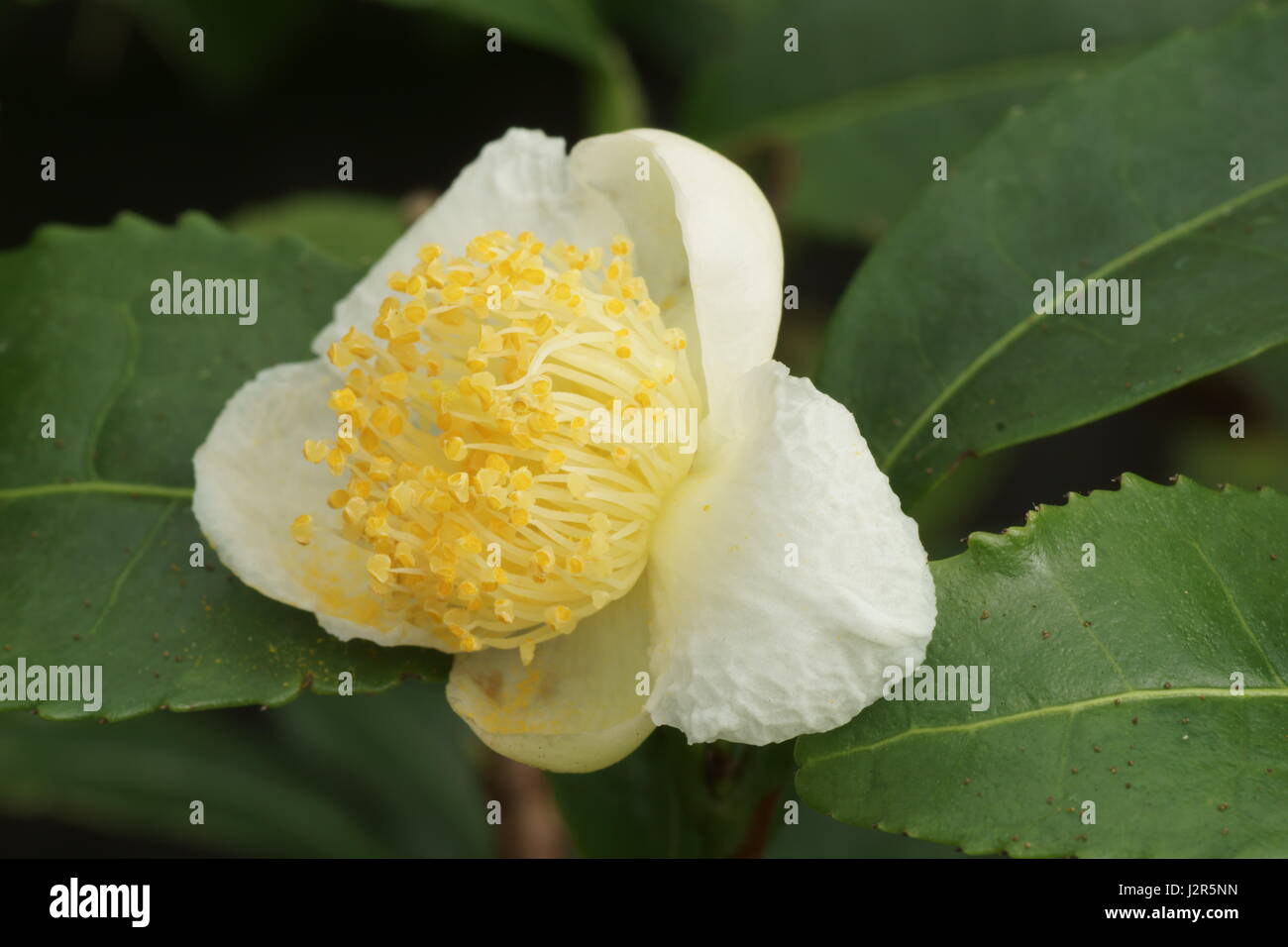 Camellia sinensis Banque D'Images