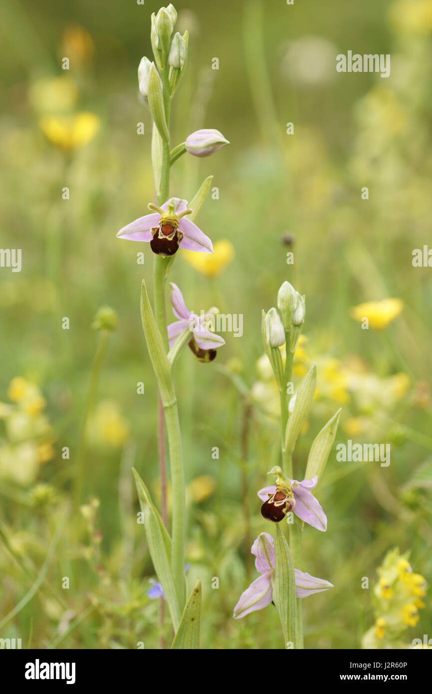 L'orchidée abeille (Ophrys apifera) Banque D'Images