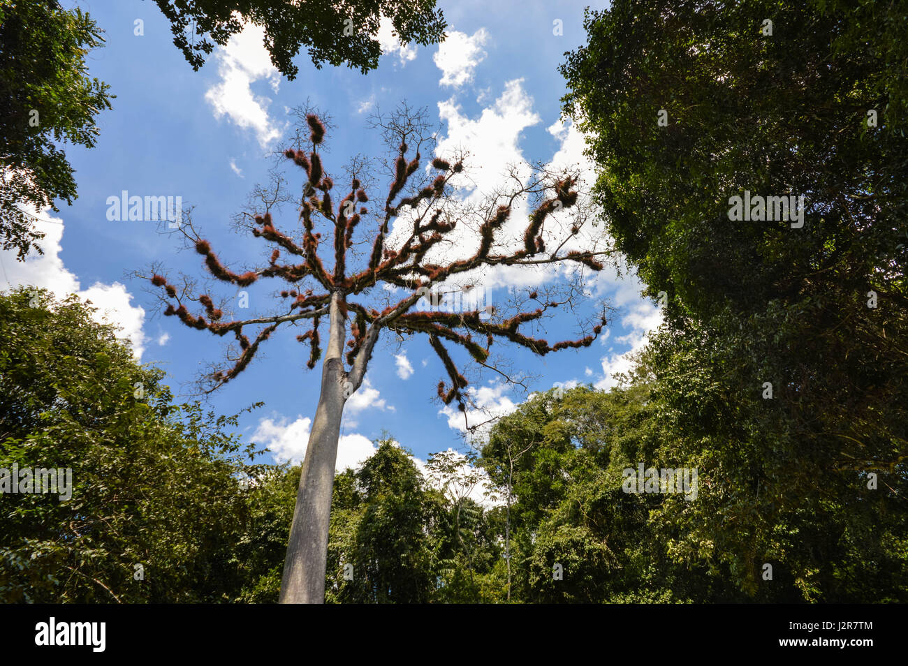 Arbre ceiba à sec avec des branches couvertes de végétation moelleux dans le parc national de Tikal, guatemala Banque D'Images