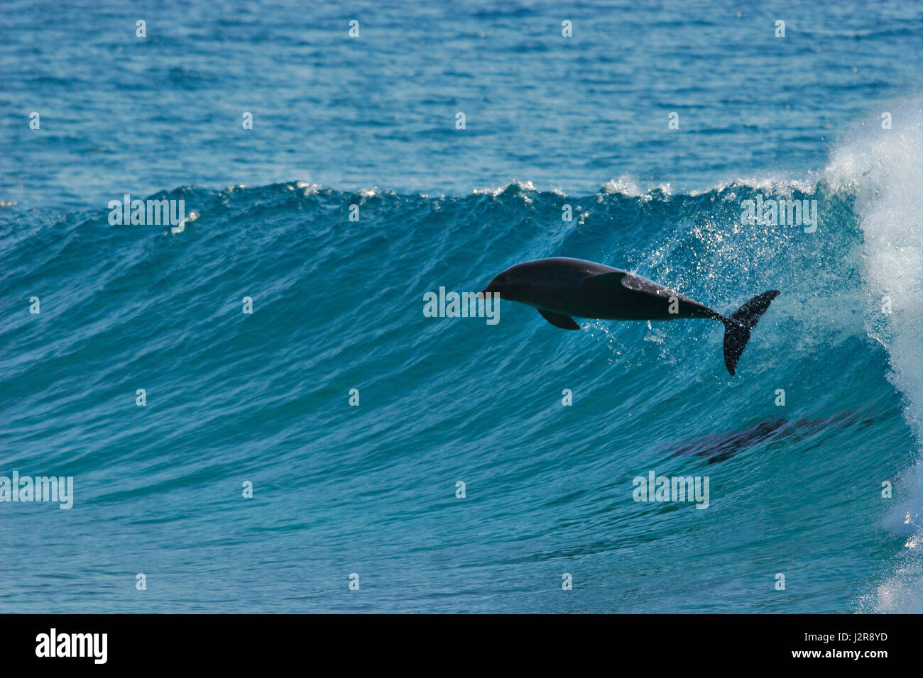 Un dauphin saute d'une vague qu'il surfe au Mozambique. Banque D'Images