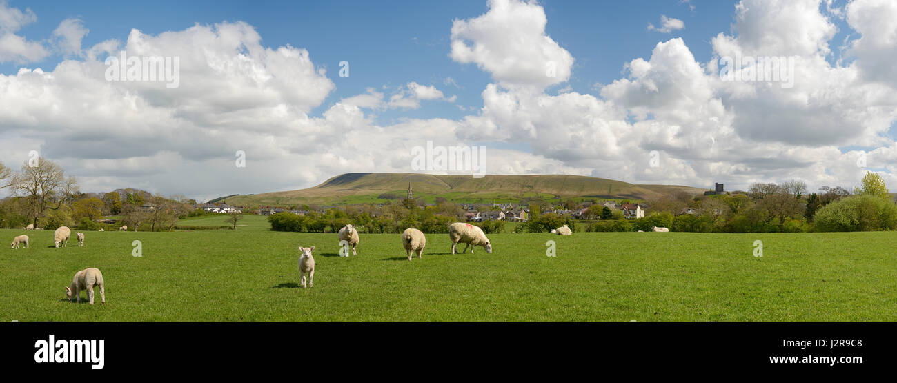 Panorama de l'Clltheroe et Pendle avec moutons et agneaux Banque D'Images