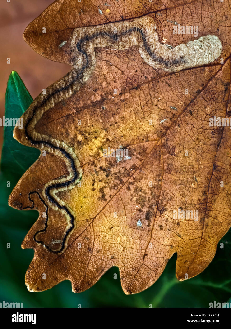 Mine de feuilles d'automne, espèce de feuille de chêne dans le Lancashire, Royaume-Uni. Banque D'Images