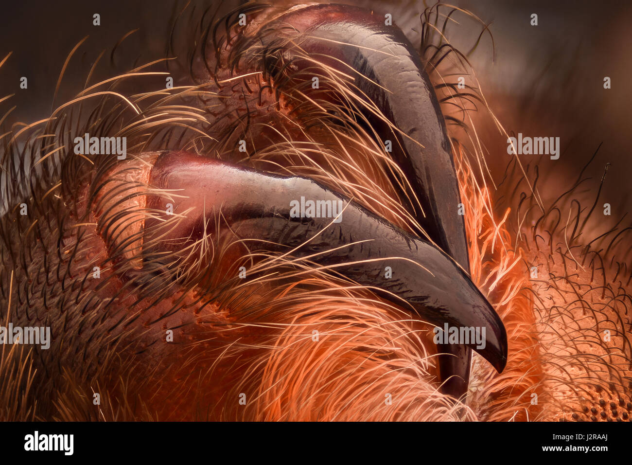 - Grossissement extrême redknee Mexican tarantula fangs Banque D'Images