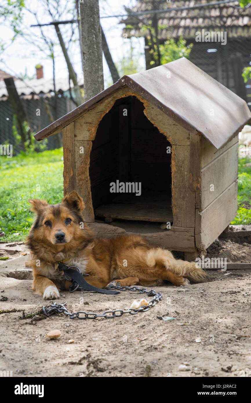 Jeune Garde chien sentinelle se trouve sur une chaîne près de son chien house Banque D'Images