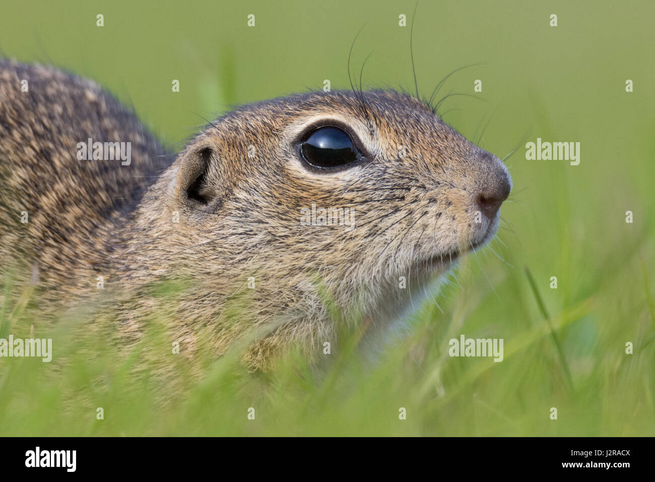 La masse de l'Écureuil, Spermophilus citellus Banque D'Images