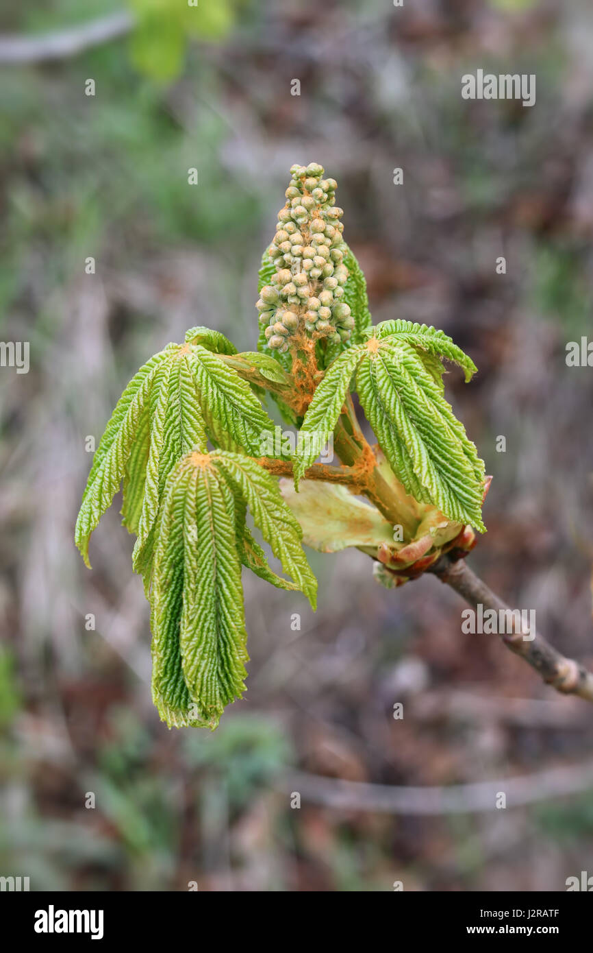 Bud germination de châtaigne - détail Banque D'Images