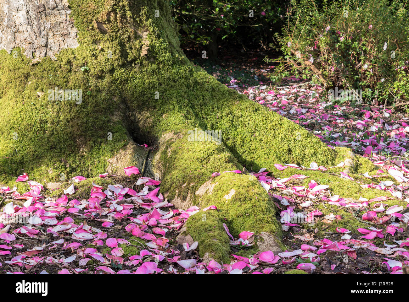 Magnolia feuilles tombées à la base de l'arbre Banque D'Images