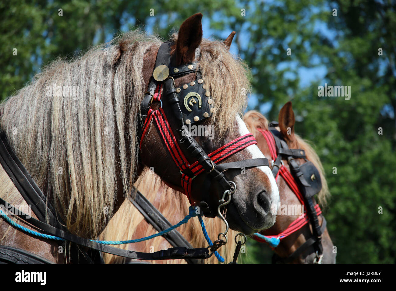 Les chevaux de la ferme avec de belles montées en attente du faisceau à la main pour aller travailler à l'arrière-plan naturel vert Banque D'Images