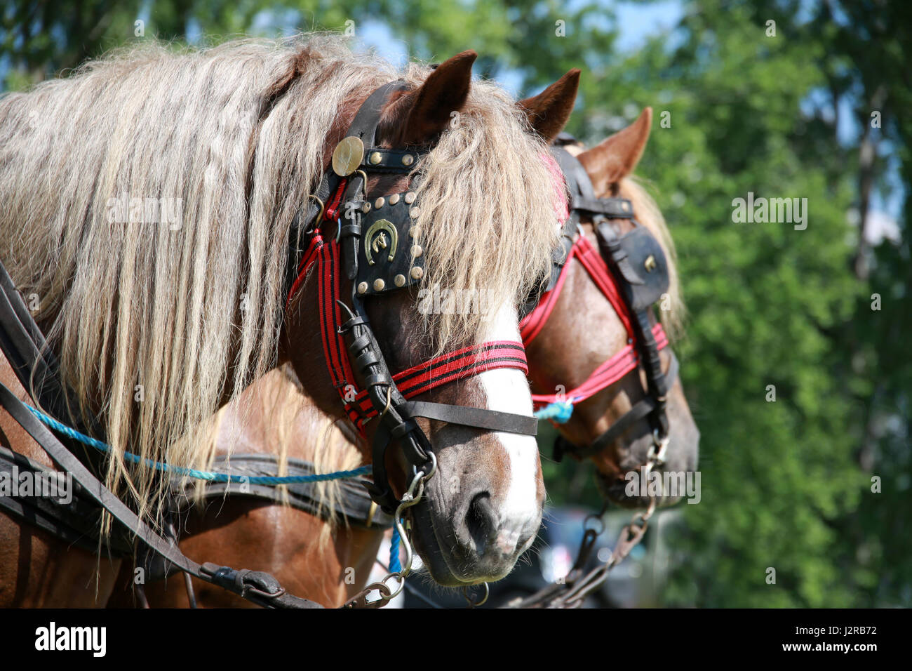 Gros plan Portrait de jeune étalon de force Banque D'Images