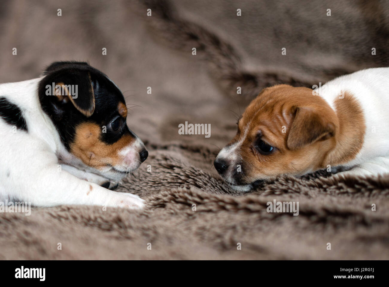 Tachete De Brun Et De Blanc Chiots Jack Russell Photo Stock Alamy Tachete De Brun Et De Blanc Chiots Jack Russell Photo Stock Alamy
