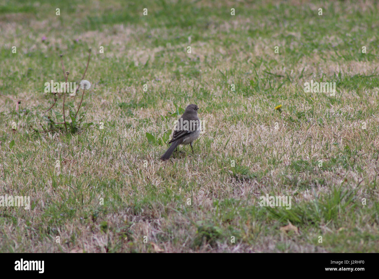 Oiseau sur un buisson Banque D'Images