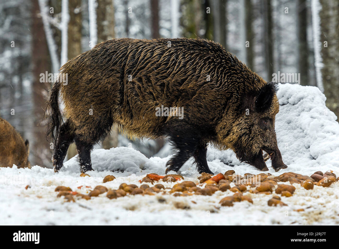 Sanglier eurasien (Sus scrofa) et d'alimentation au sol dans une forêt couverte de neige au milieu de l'hiver, Banque D'Images