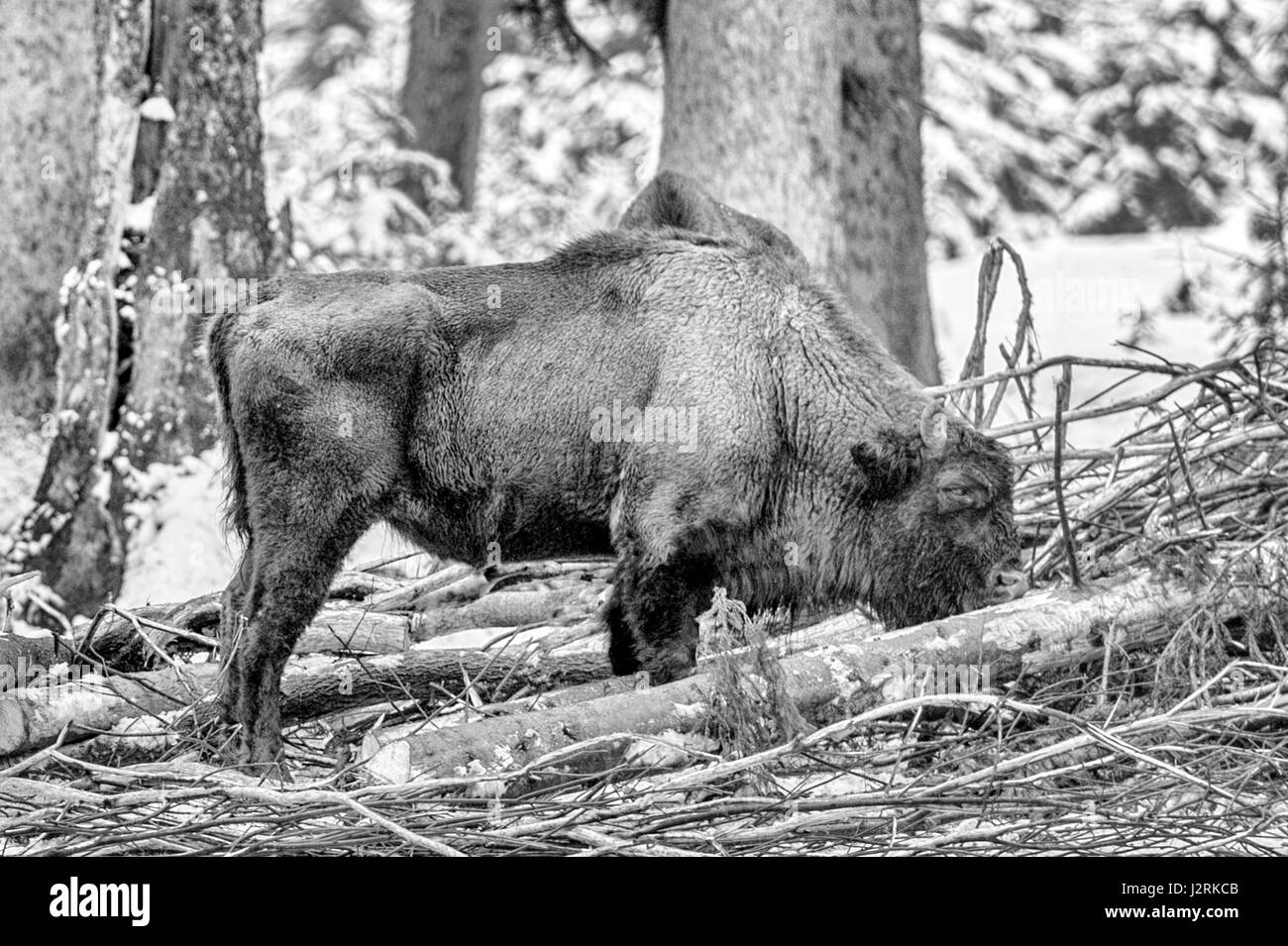 Adulte européen unique le Bison des bois (Bison bonasus) représenté dans des bois enneigés au milieu de l'hiver. (Beaux-arts, High Key, noir et blanc) Banque D'Images