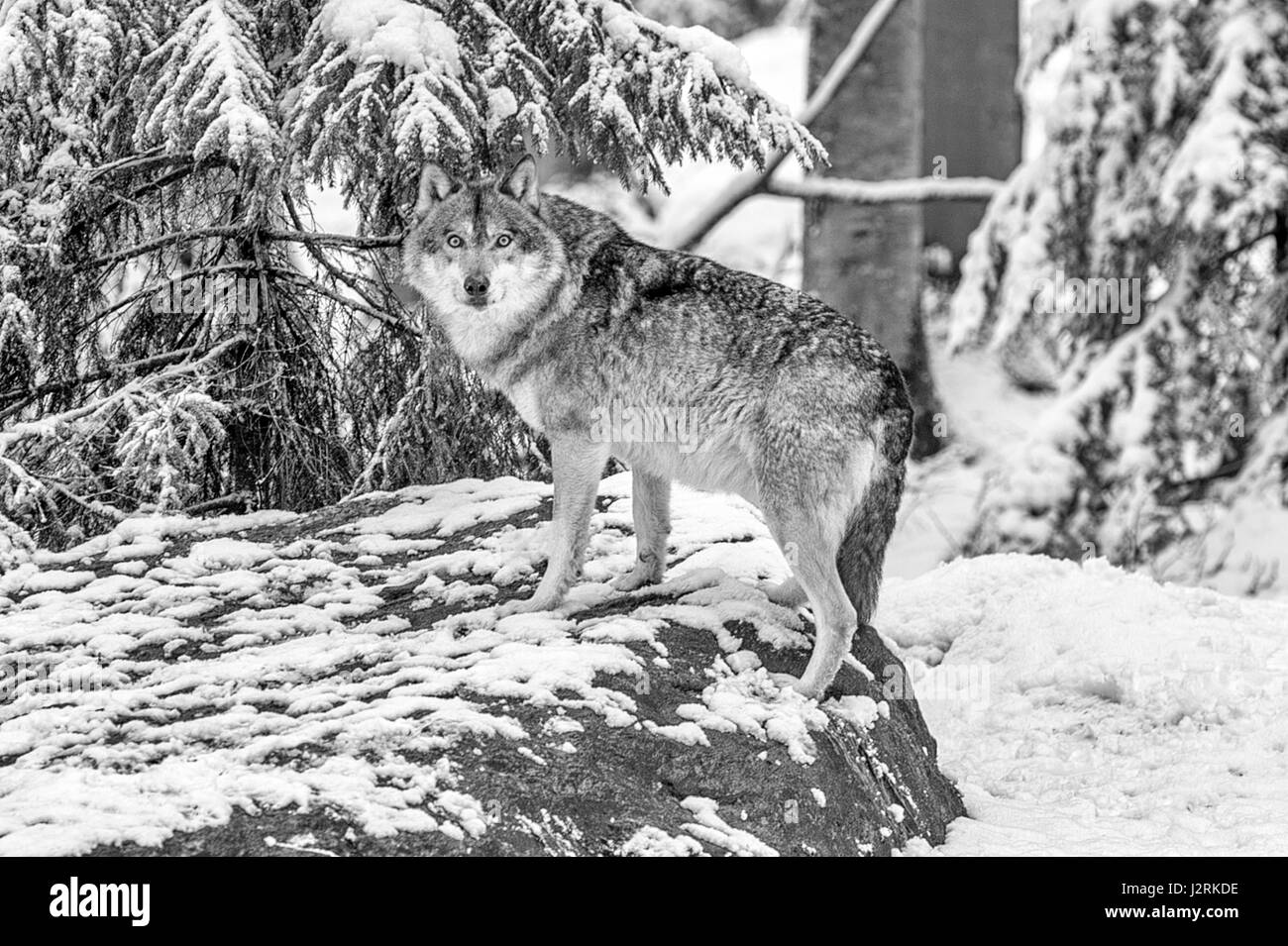 Belle adulte seul loup gris (Canis lupus) représenté dans des bois enneigés au milieu de l'hiver. (Beaux-arts, High Key, noir et blanc) Banque D'Images