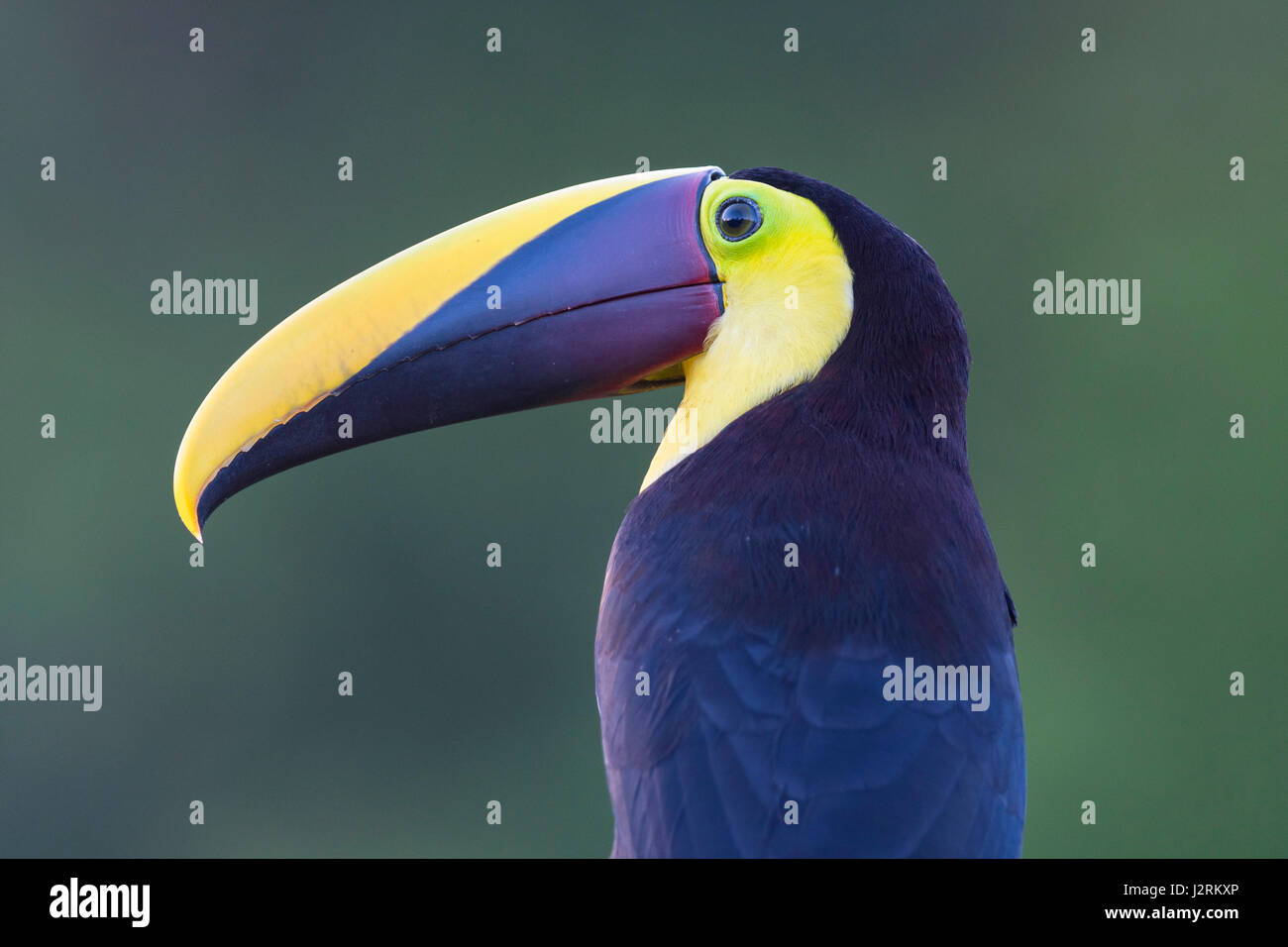 Yellow-throated toucan (Ramphastos ambiguus), portrait, rainforest, Boca Tapada, Costa Rica Banque D'Images