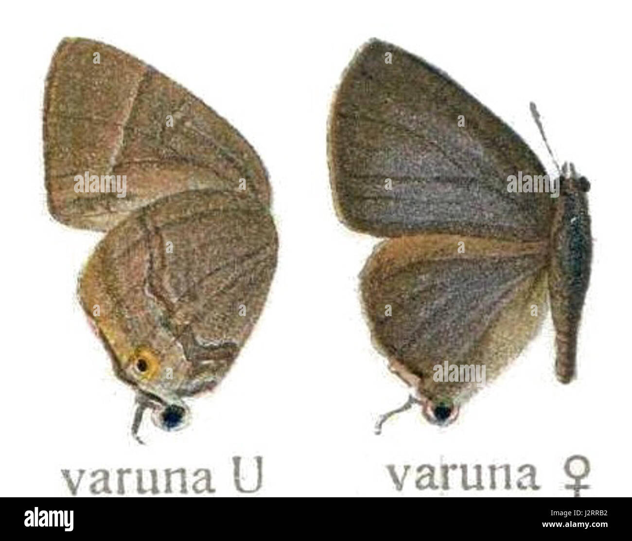 Abng103 Banque D'Images