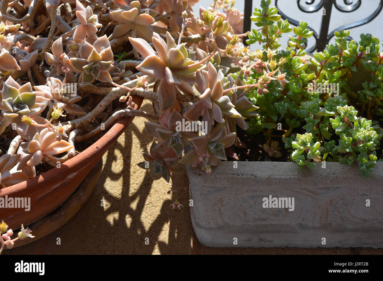 Plantes grasses sur une terrasse ensoleillée, Close up. Banque D'Images
