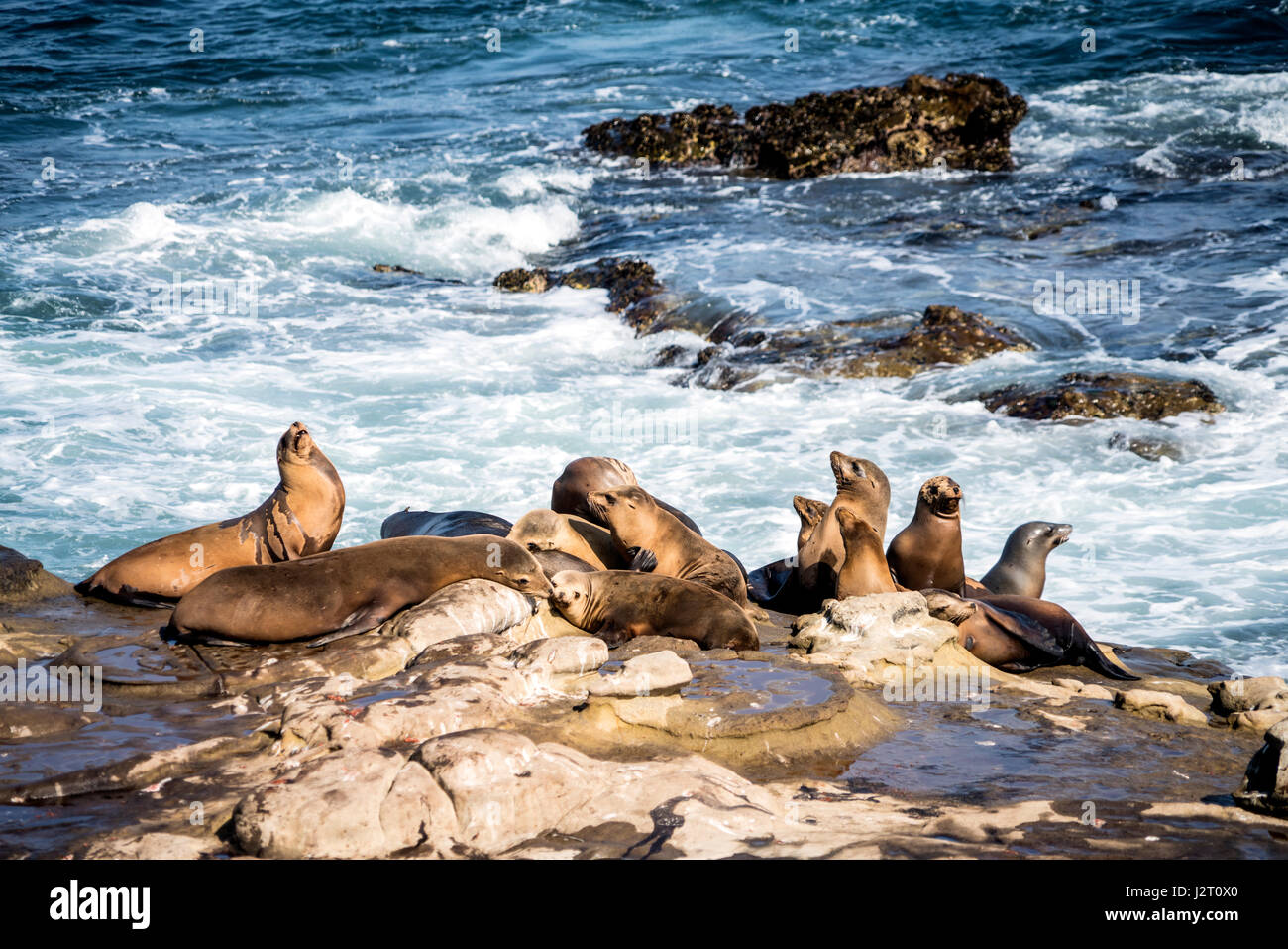 Colonie de lions de mer sur la plage de La Jolla en Californie Banque D'Images