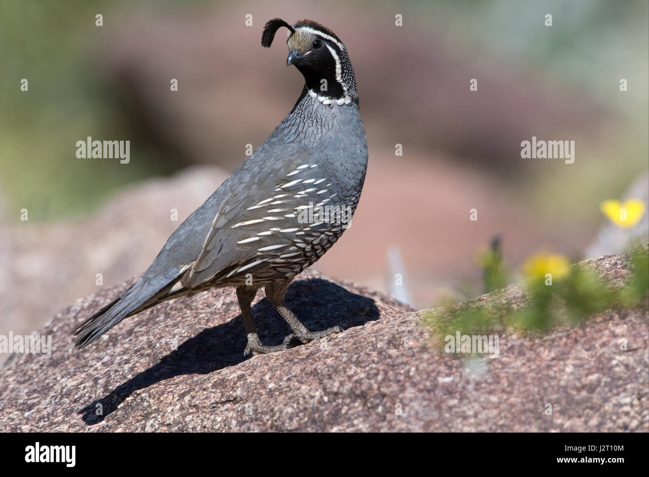 Colin de Californie, de sexe masculin (Callipepla californica), Palm Canyon, Anza Borrego Borrego-Desert State Park, Californie, USA. Banque D'Images