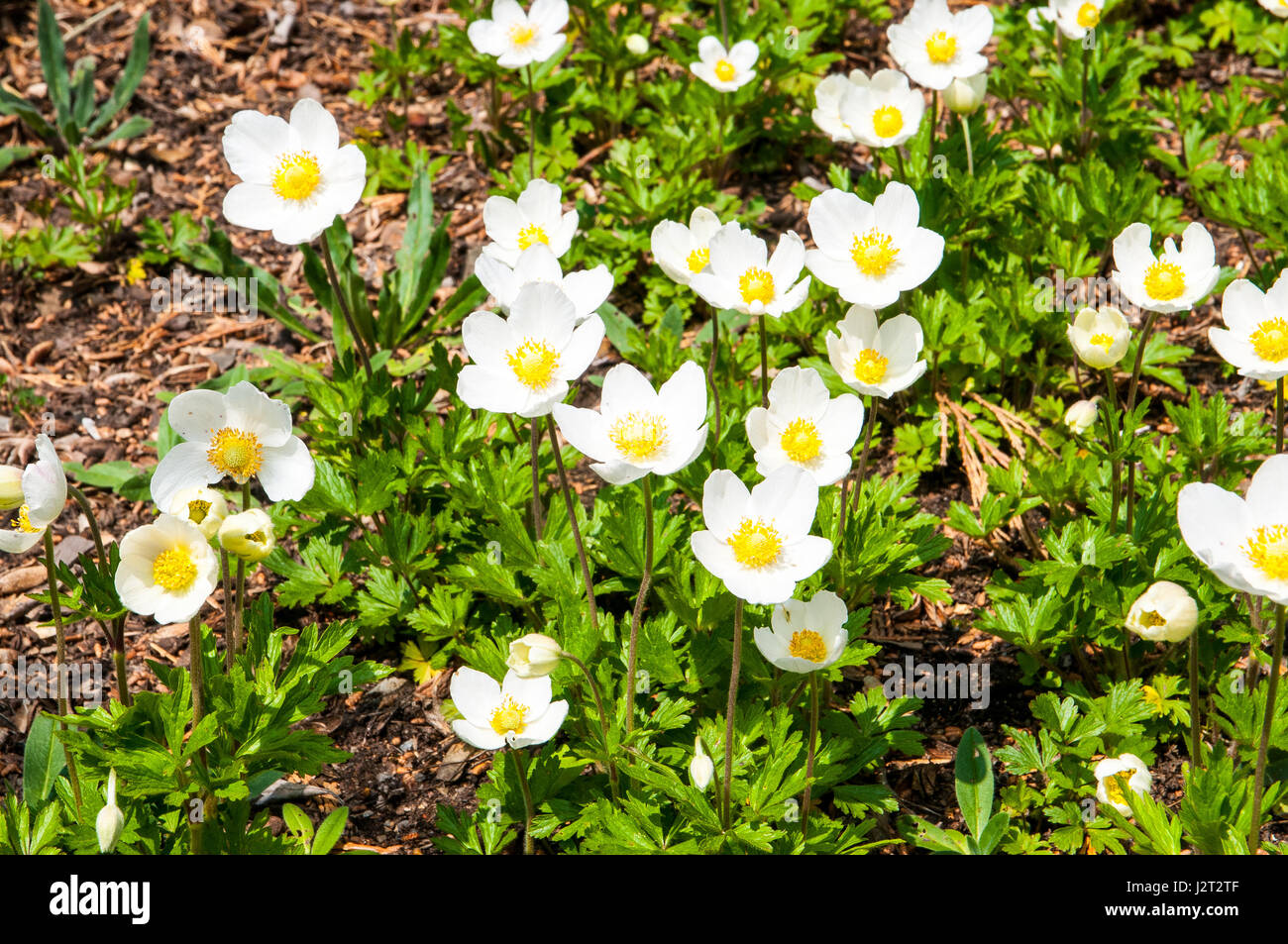 Anemone est un genre végétal de la famille des Ranunculaceae. Banque D'Images