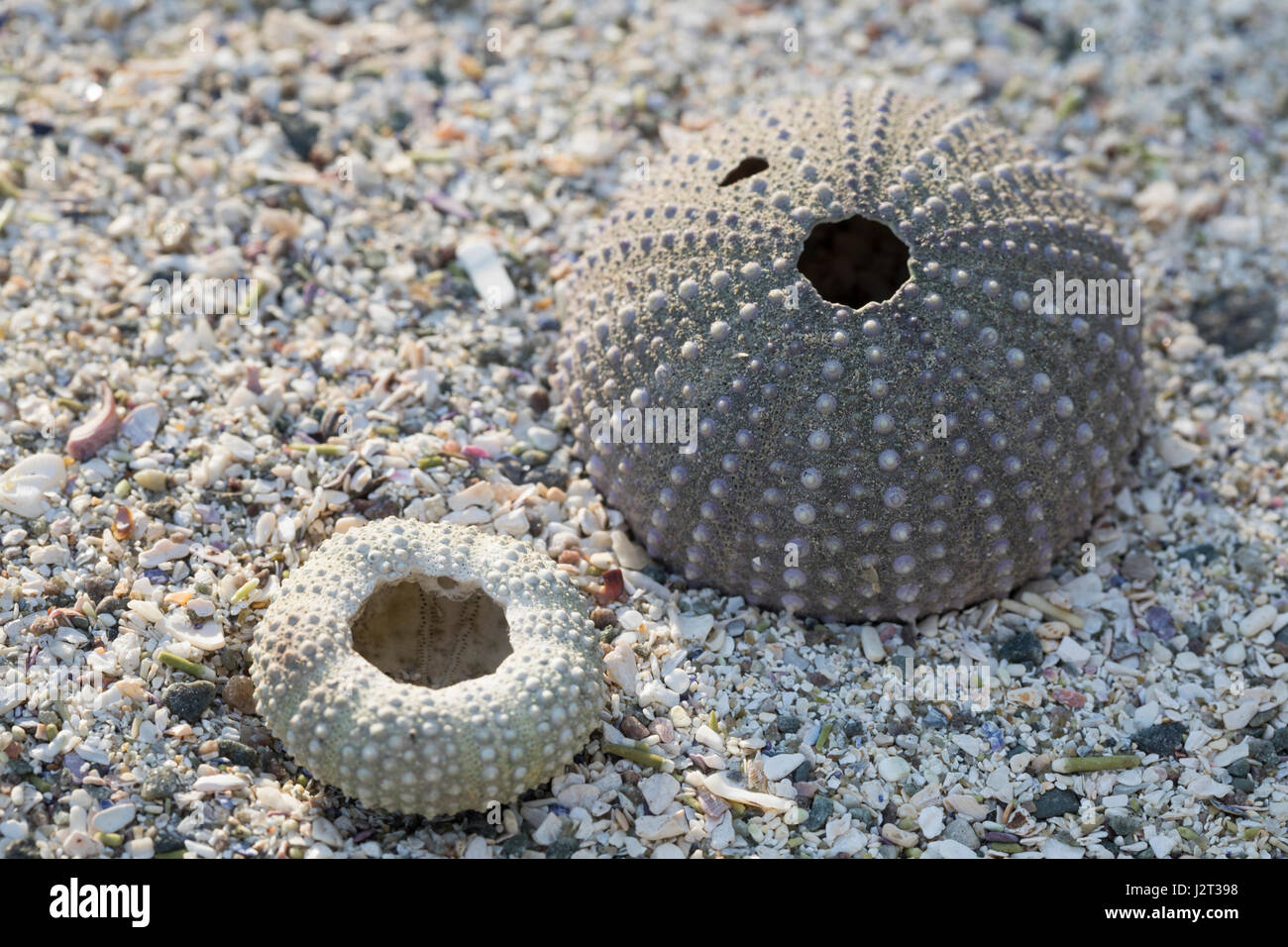 Spülsaum Seeigel-Skelett am Strand, Feststellung, eines regelmäßigen Seeigel, Seeigel-Kalk Regularia,-Feststellung, Corona, oursin, Urchin, hérisson de mer, ca Banque D'Images