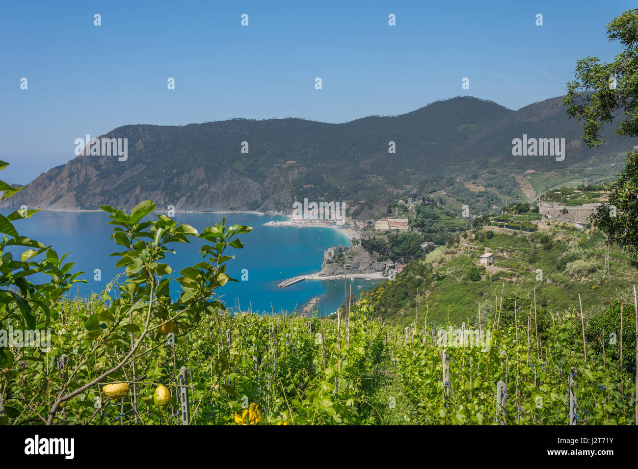 Les vignobles où les citrons sont cultivés en ligurie, italie, vu sur le sentier de randonnée entre les villages des Cinque Terre de Vernazza et Monterosso al Mare Banque D'Images