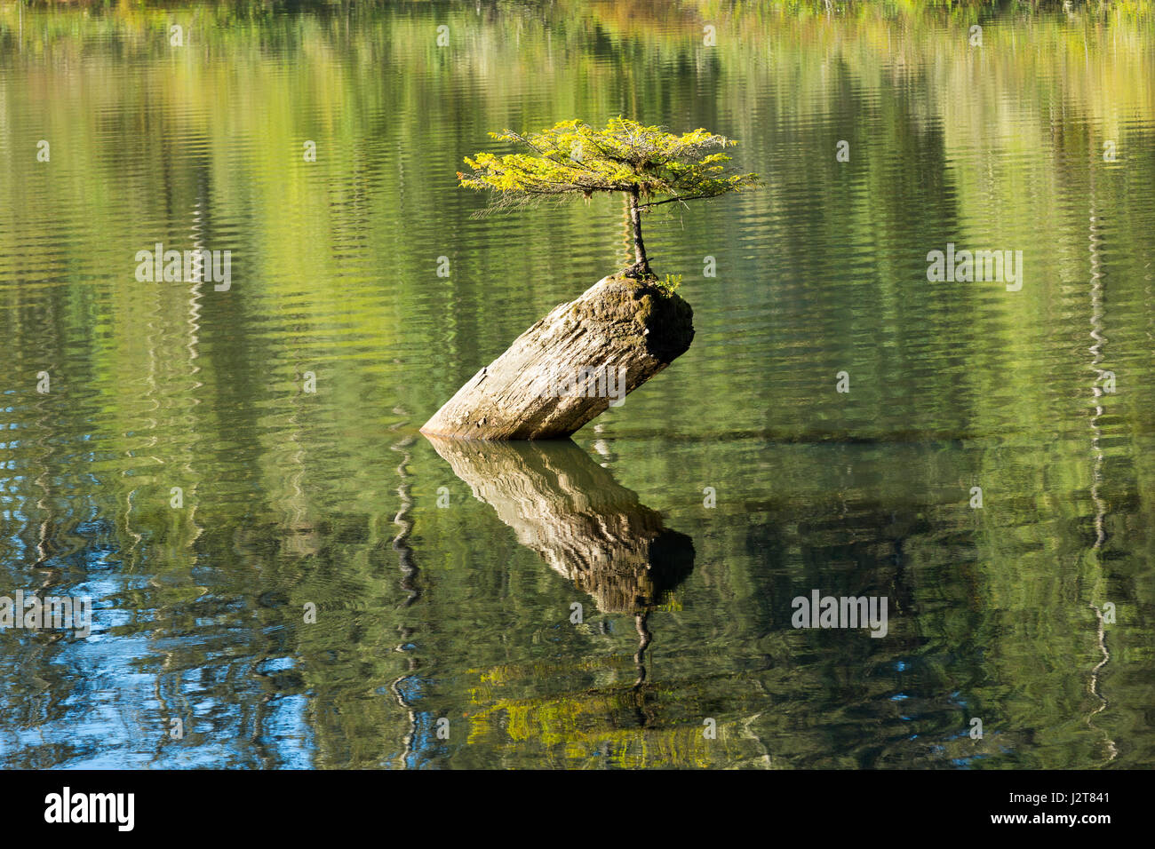 Seul petit sapin vivant sur un tronc d'arbre, lac Fairy, l'île de Vancouver, Canada Banque D'Images