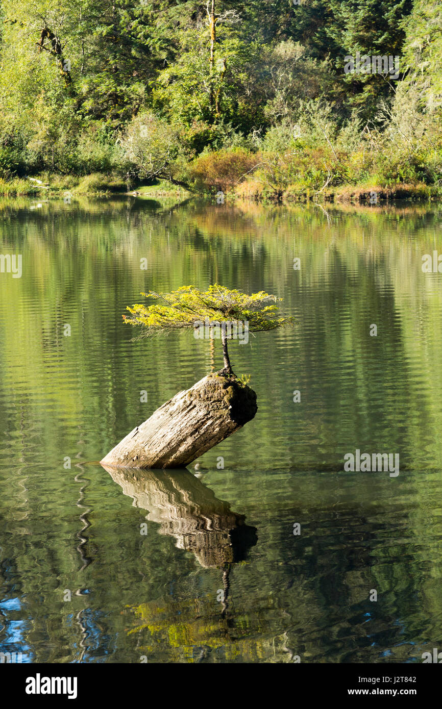 Seul petit sapin vivant sur un tronc d'arbre, lac Fairy, l'île de Vancouver, Canada Banque D'Images