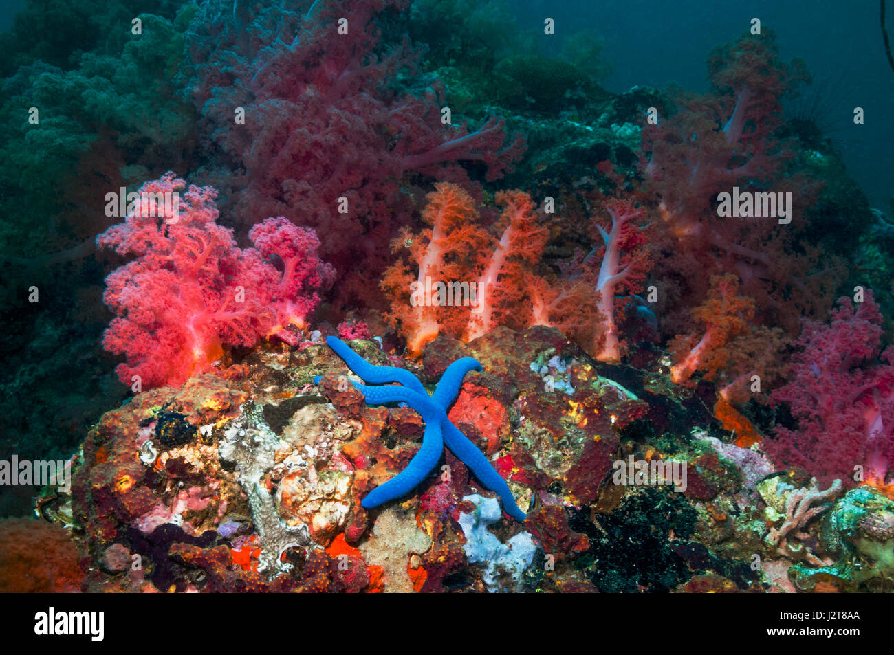 L'étoile bleue Linckia laevigata []. L'île de Malapascua, Cebu, Philippines. Banque D'Images