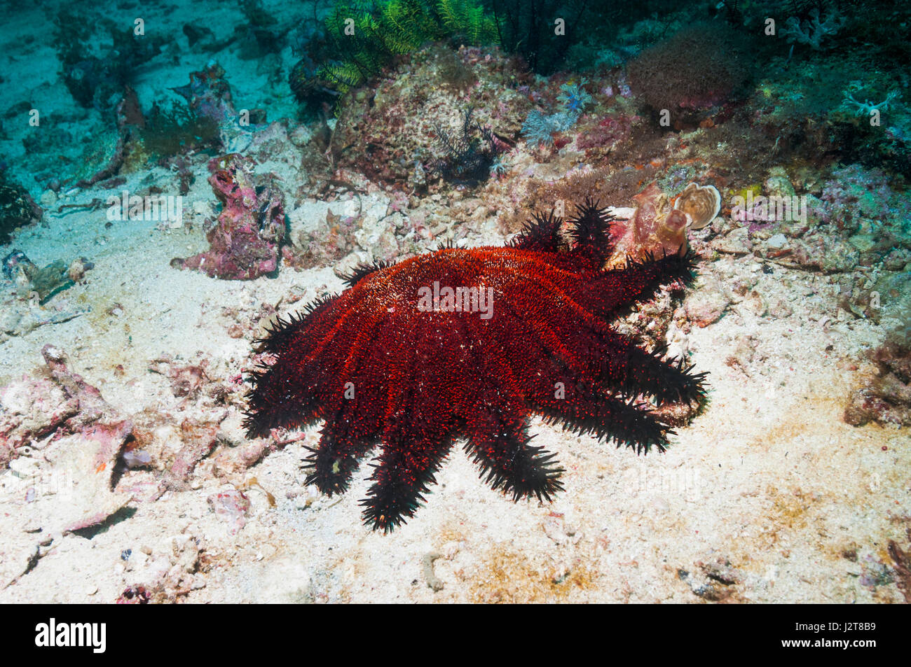 Couronne d'étoile de mer Acanthaster planci []. Malapascua Island, Philippines. Banque D'Images